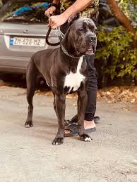 cane corso img 2