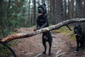 cane corso img 3 