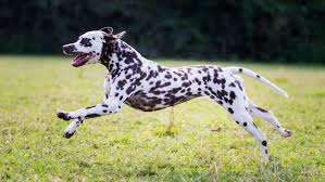 dalmation img 1