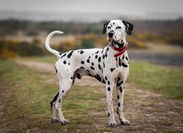 dalmation img 2