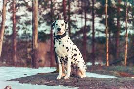 dalmation img 3