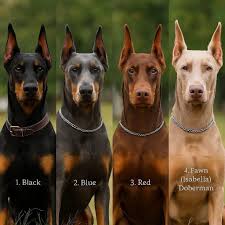 doberman colors