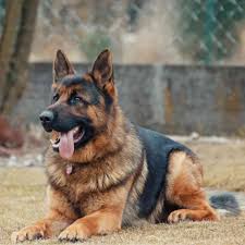 german shep img 1