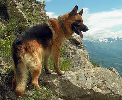 german shep img 3