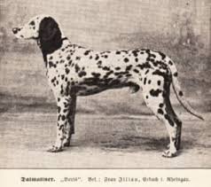 history dalmation
