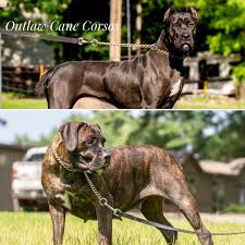 cane corso img 1